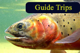 Guide Trips
